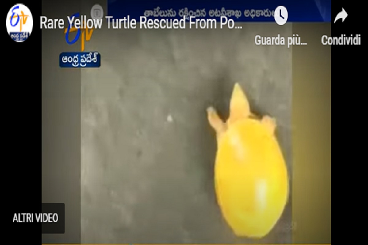India, avvistata e salvata una rara tartaruga gialla VIDEO