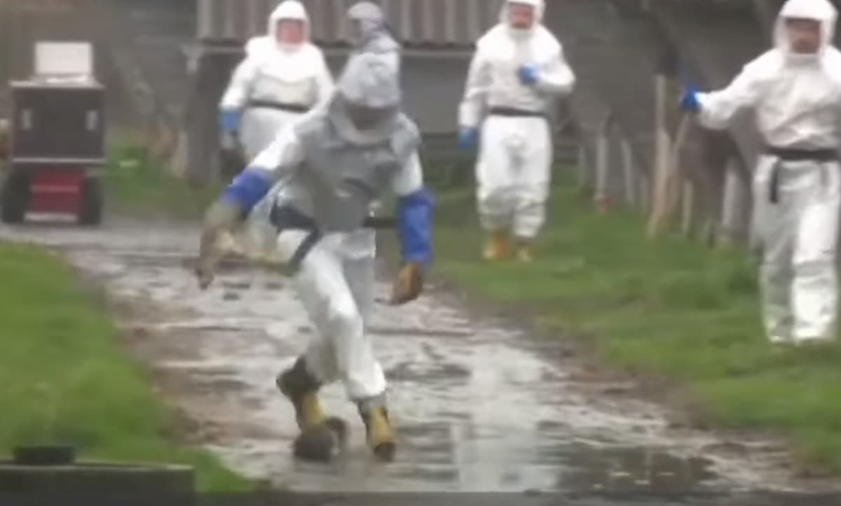 visoni abbattuti danimarca