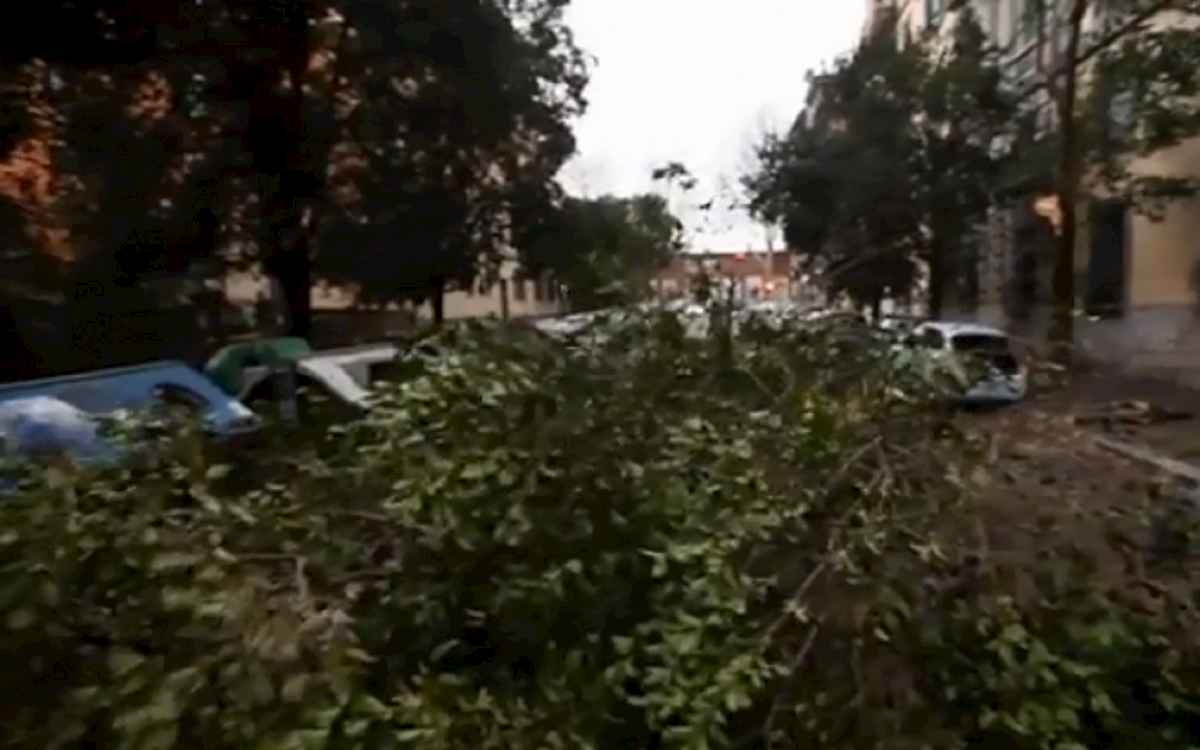 albero caduto via stern