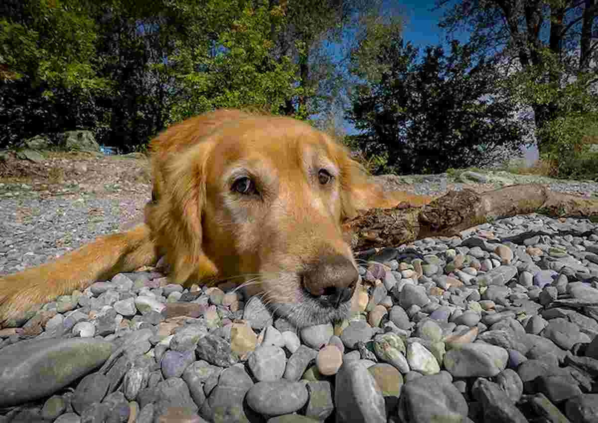Bussolengo: il cane ha la dissenteria, il padrone lo porta fuori durante il coprifuoco e viene multato