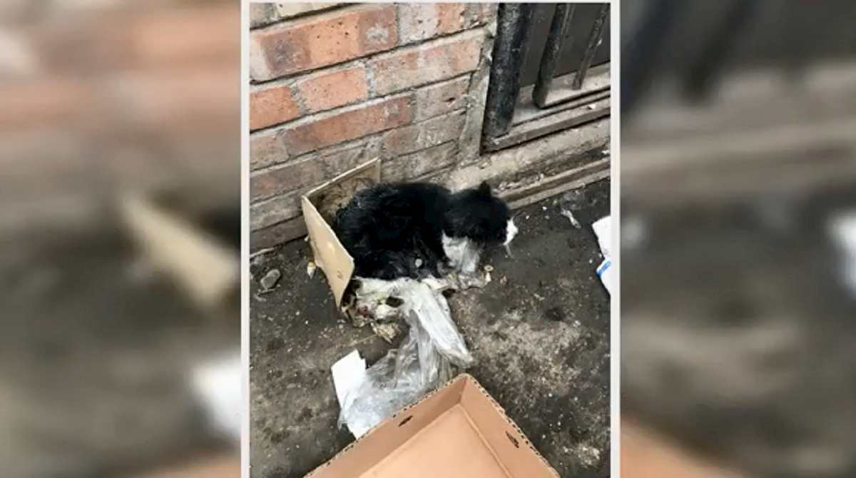 gatto nella trappola per topi