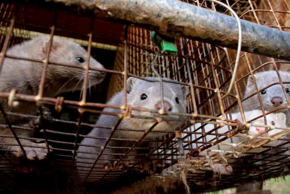 Cento visoni Covid positivi in fuga