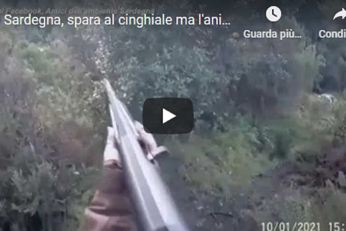 Cacciatrice uccide cinghiale con la canna del fucile: l'aveva attaccata dopo che lei aveva sparato VIDEO