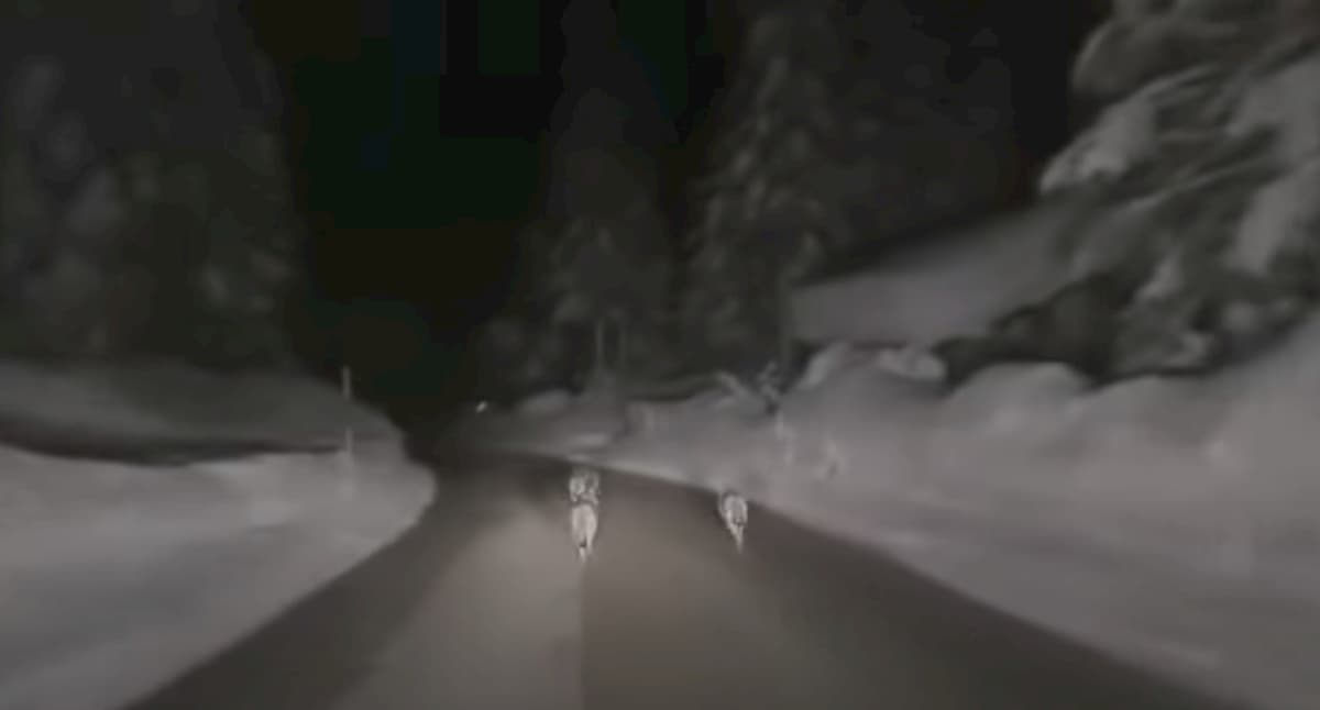 Auronzo di Cadore lupi inseguiti