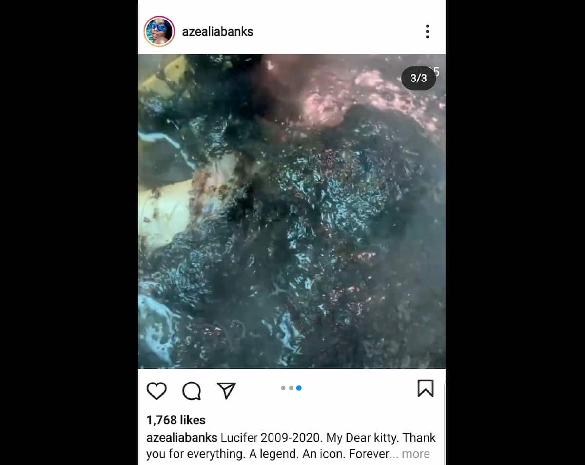 Azealia Banks cucina il cadavere del suo gatto morto