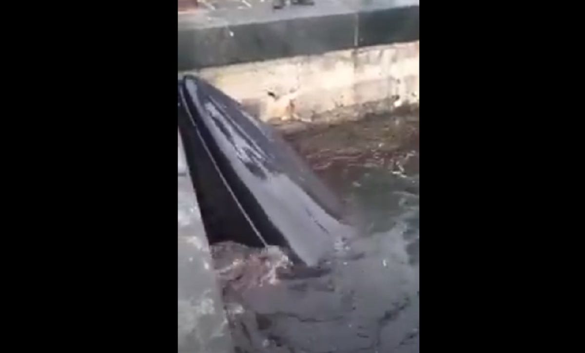 Balena bloccata nel porto di Sorrento muore dopo un giorno di sofferenza, soccorsi inutili VIDEO