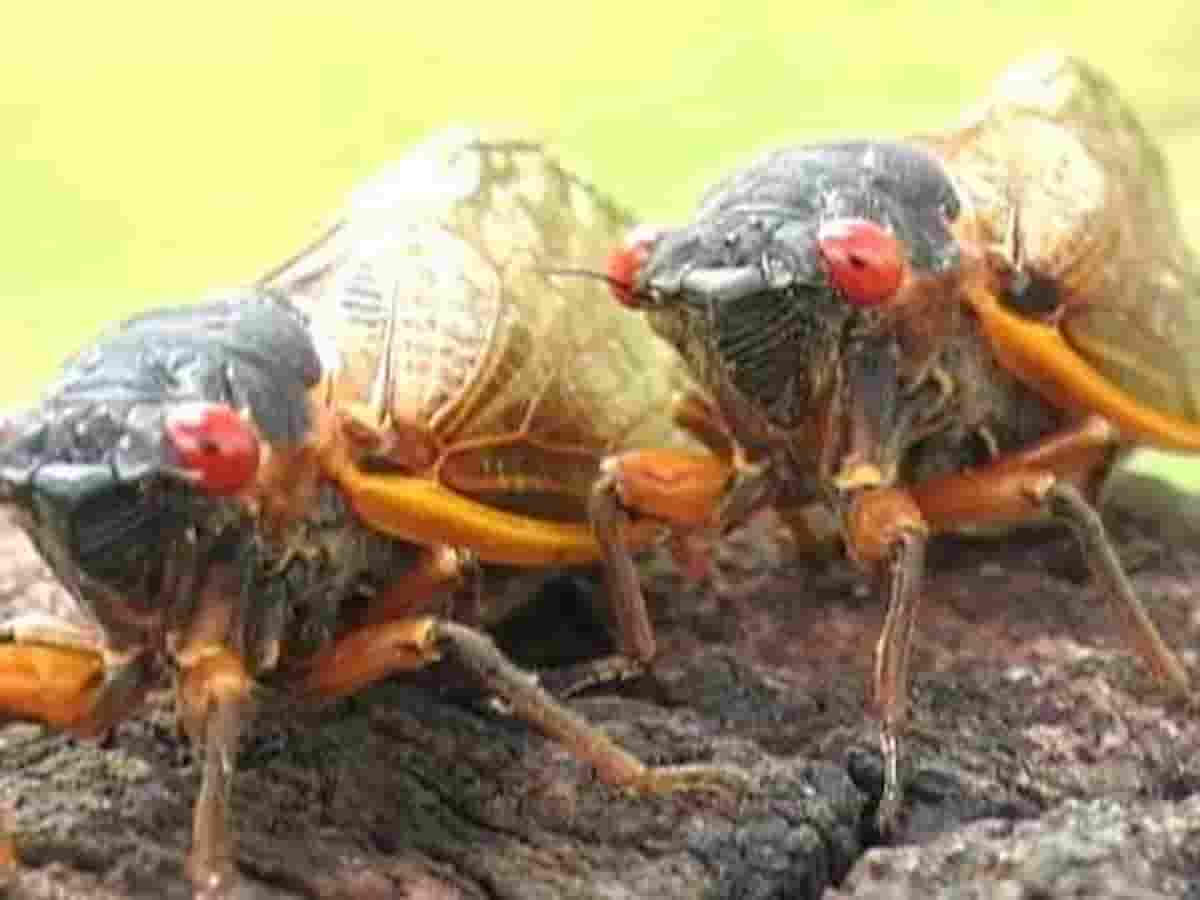 Cicale zombie dagli occhi rossi, attesa invasione a New York: Brood X si svegliano ogni 17 anni