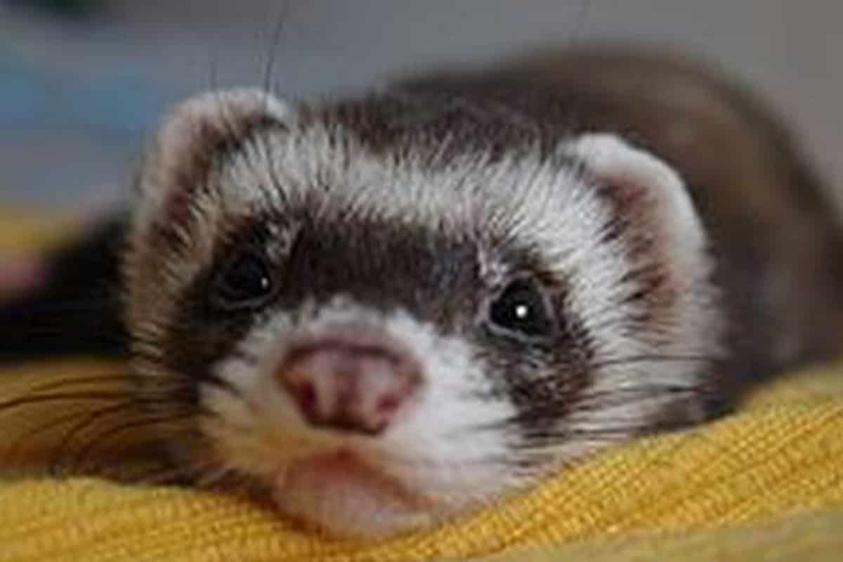 Furetto domestico sopravvive miracolosamente a un ciclo completo di 100 minuti della lavatrice