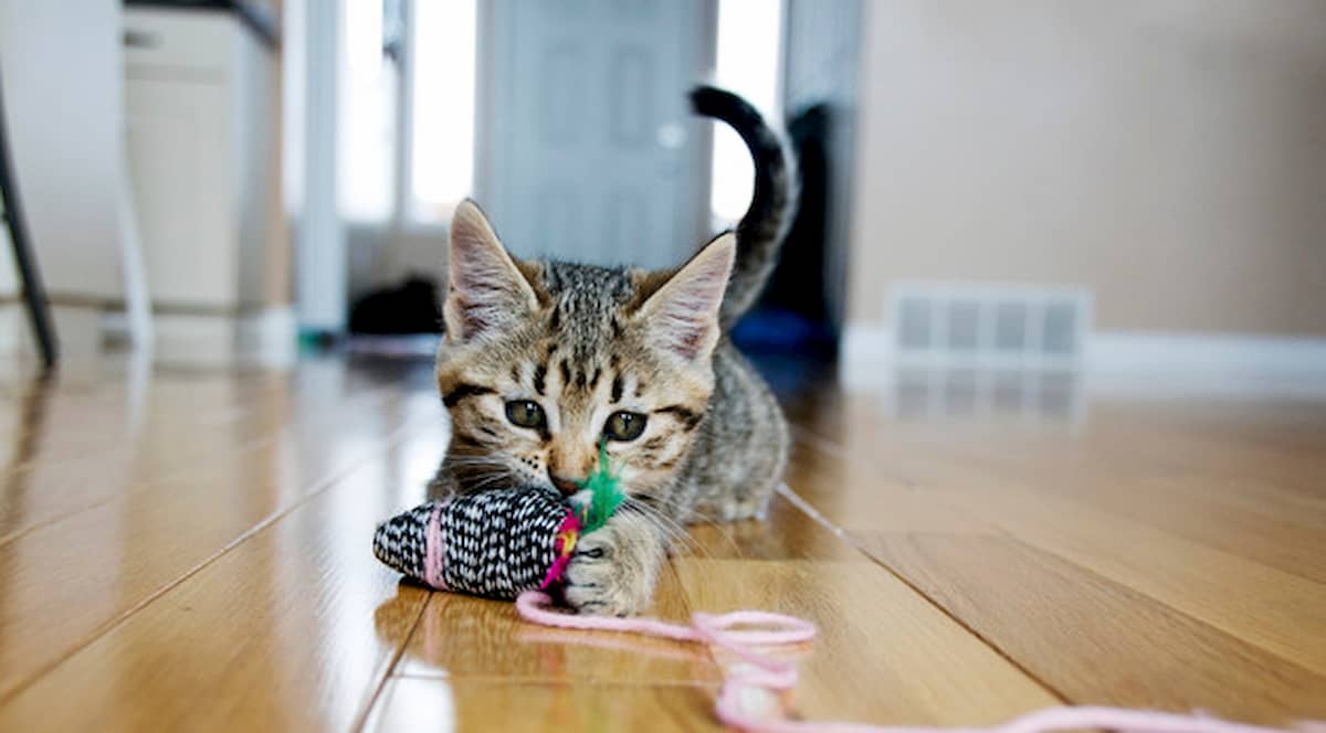 Gattino rimane solo in casa