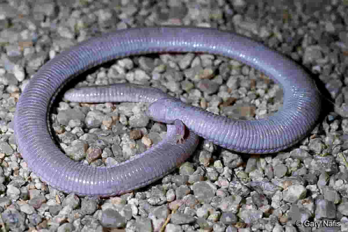 I lombrichi fanno l'amore in continuazione, anche tre alla volta: dal corteggiamento all'accoppiamento