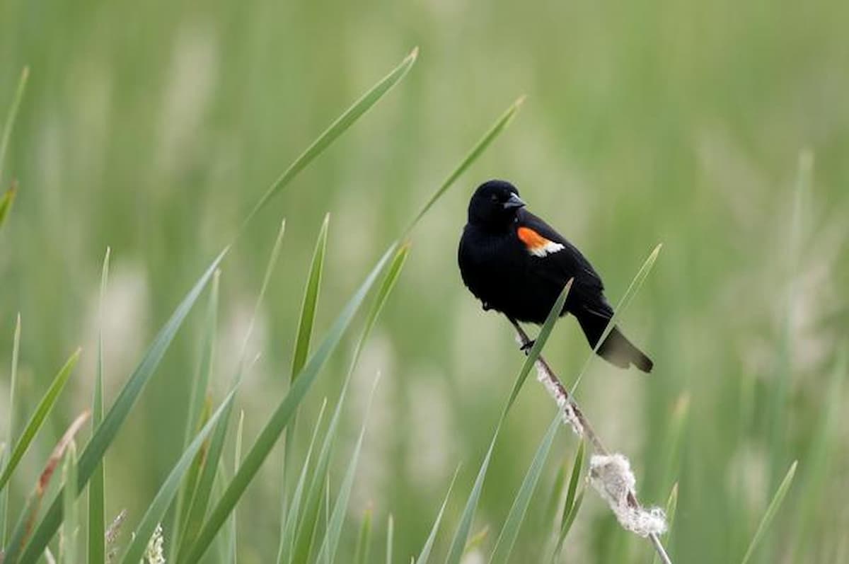 Giorni della merla quali sono leggende