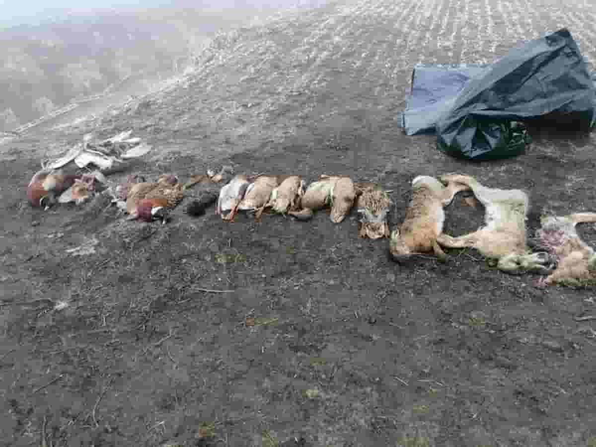 Gazzo Veronese, mais e insetticida contro le nutrie: ma il contadino uccide anche uccelli, lepri, anatre...