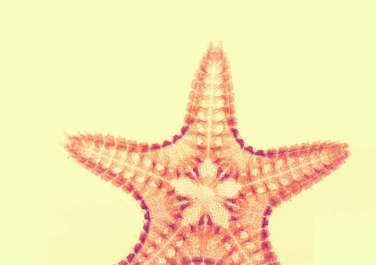 stella Marina Marocco