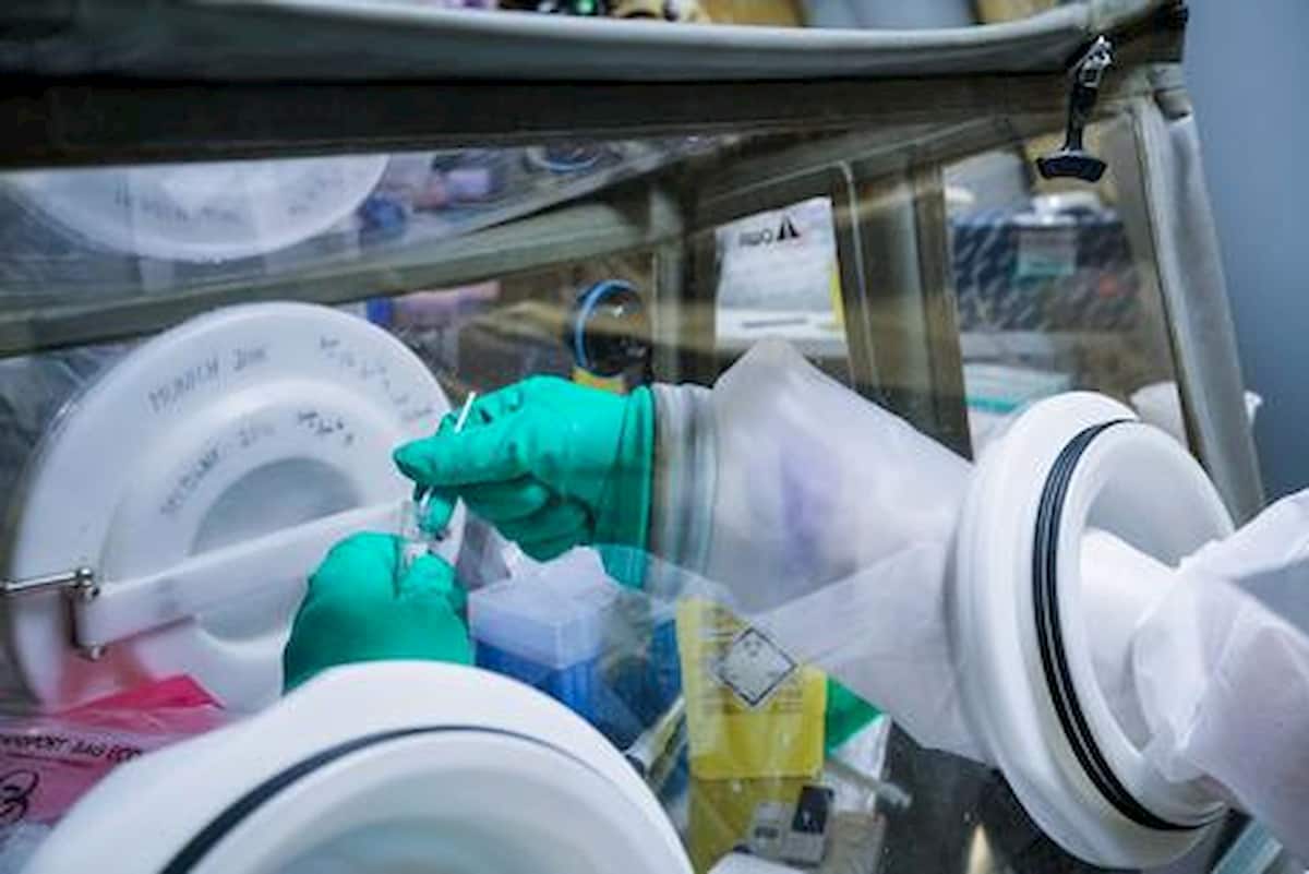 Covid nuova variante brasiliana