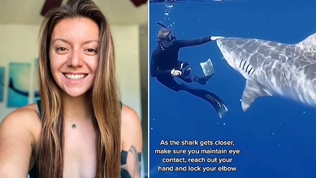 Squalo tigre, i consigli di Andriana Fragola, biologa marina: "Ecco cosa dovete fare se vi si avvicina"