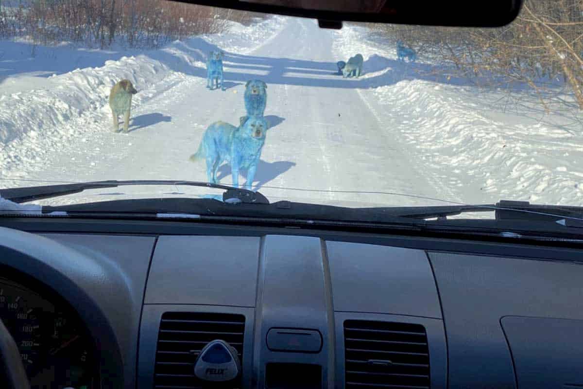 Cani blu in Russia