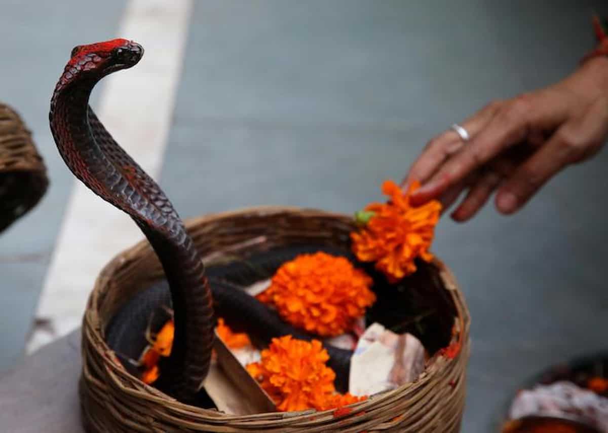 India, morso da serpente