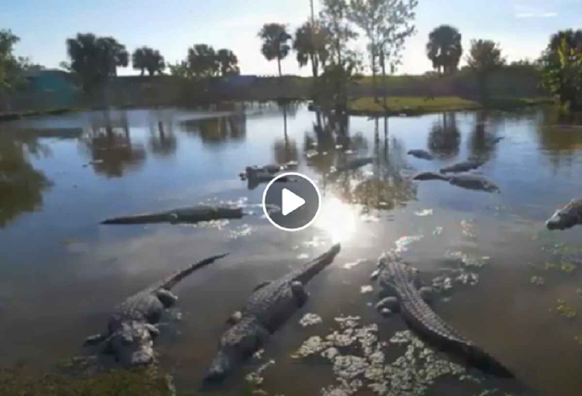 coccodrillo australia