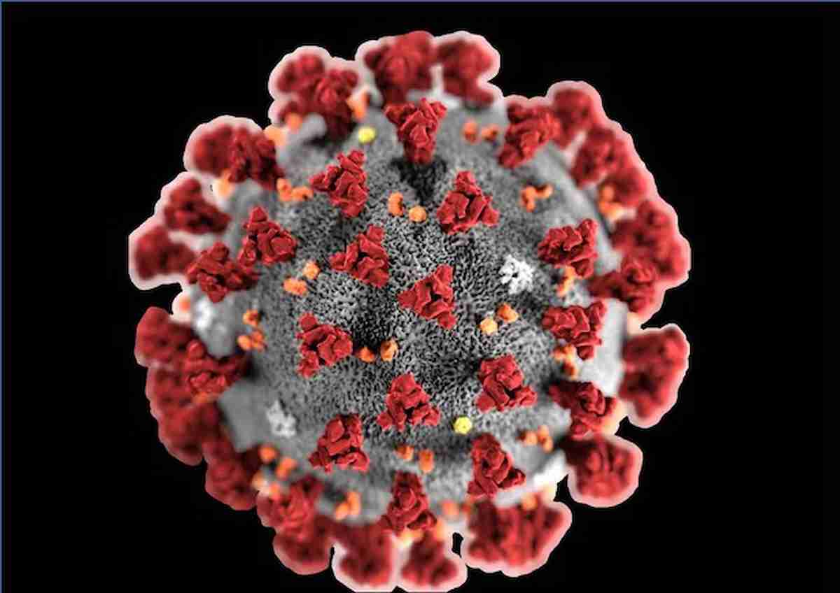 coronavirus ansa