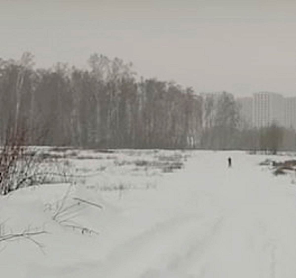 bambini abbandonati nella foresta vicino mosca