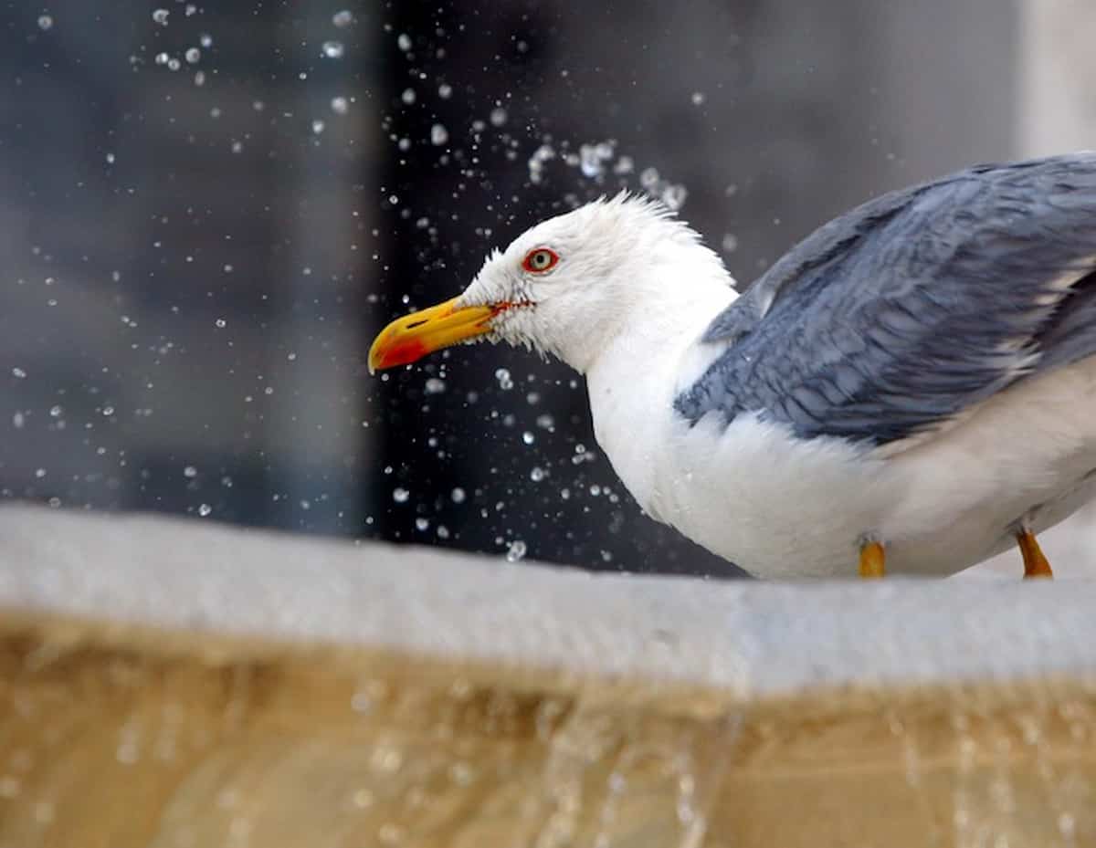 Edimburgo, gli stacca la lingua a morsi