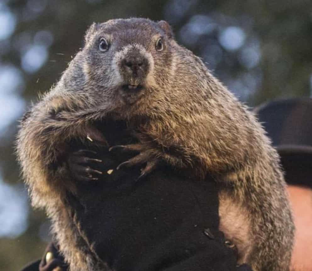Candelora e giorno della marmotta: i significati del 2 febbraio nella tradizione