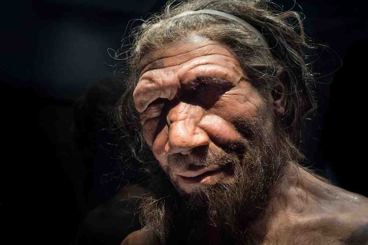 Mini cervello di Neanderthal riprodotto in laboratorio: l'alterazione di un gene ci separa dai nostri cugini