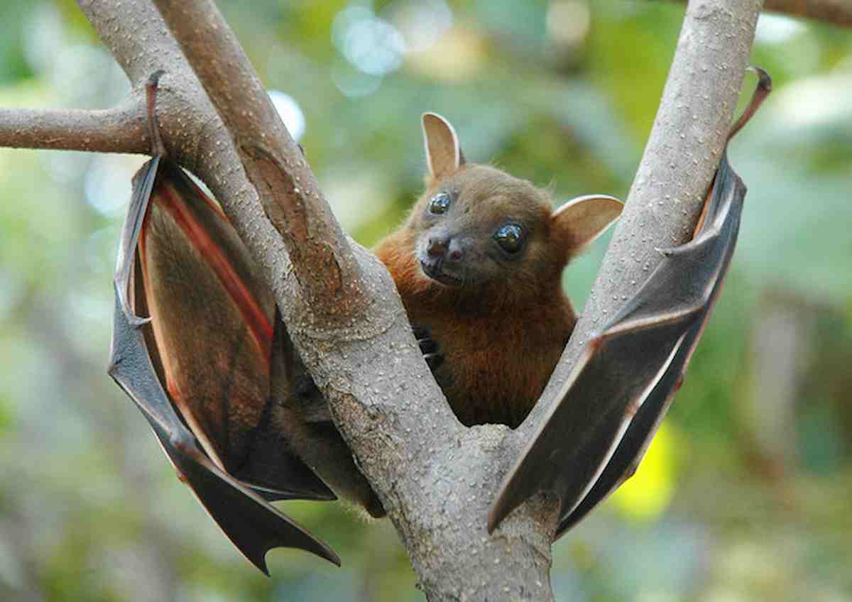 Anticorpi in grado di neutralizzare il coronavirus nei pipistrelli e i pangolini della Thailandia