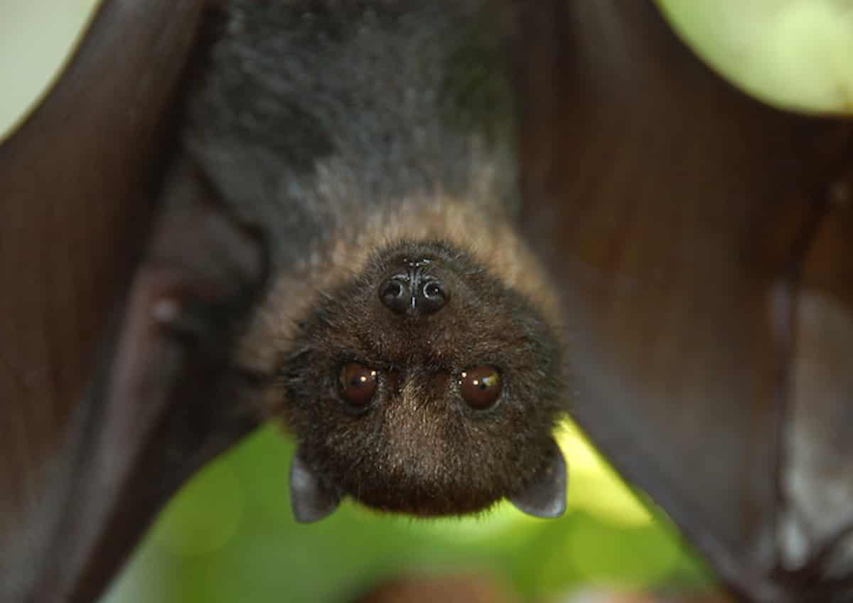 Virus Nipah: la malattia zoonotica trasmessa da pipistrelli e maiali 75 volte più mortale del Covid