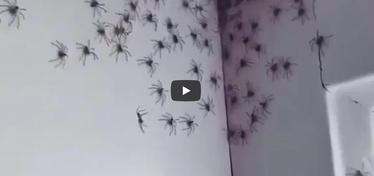 La stanza della figlia invasa dai ragni: il video di una mamma australiana è da brivido