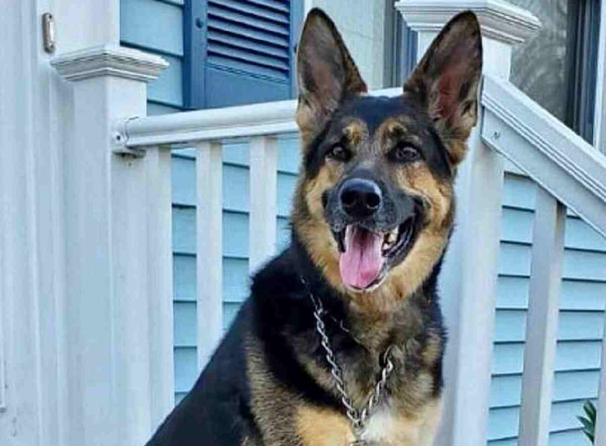 sadie pastore tedesco