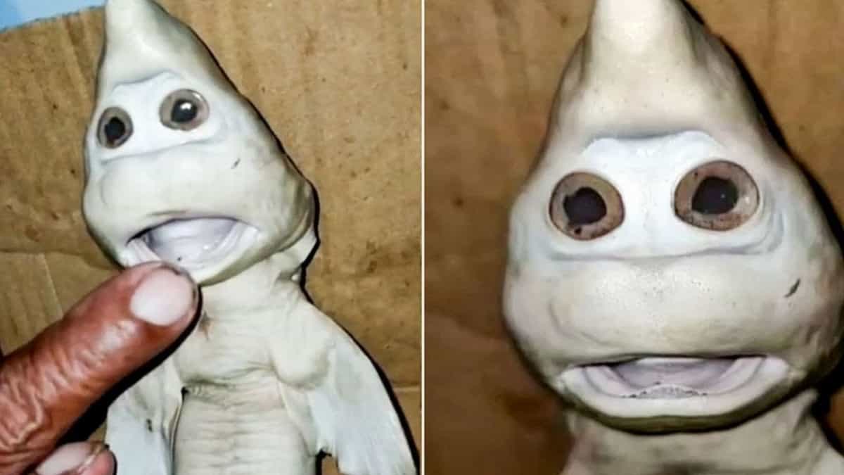 Indonesia cucciolo squalo mutante