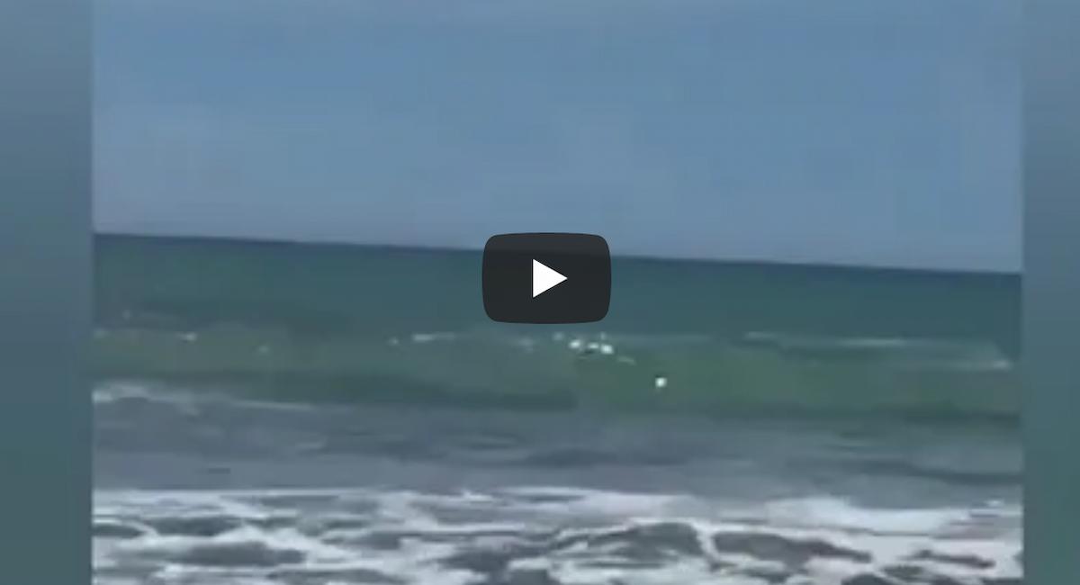 Nuova Zelanda, il bagnante esce dall'oceano con due squali alle calcagna. Il VIDEO spaventoso