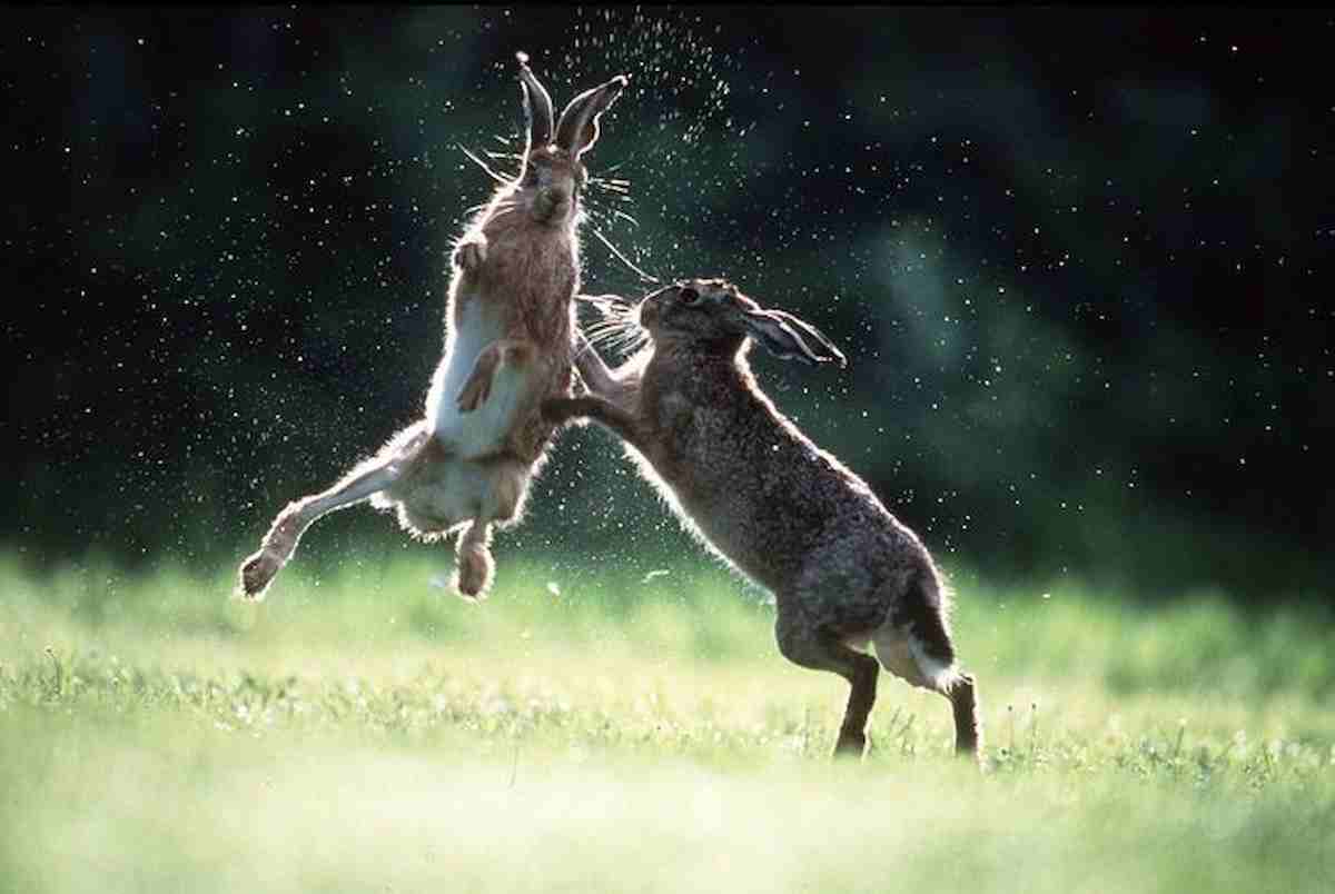 Covid, non più pipistrelli e pangolini: Oms indaga su tassi e conigli come possibili fonti del virus