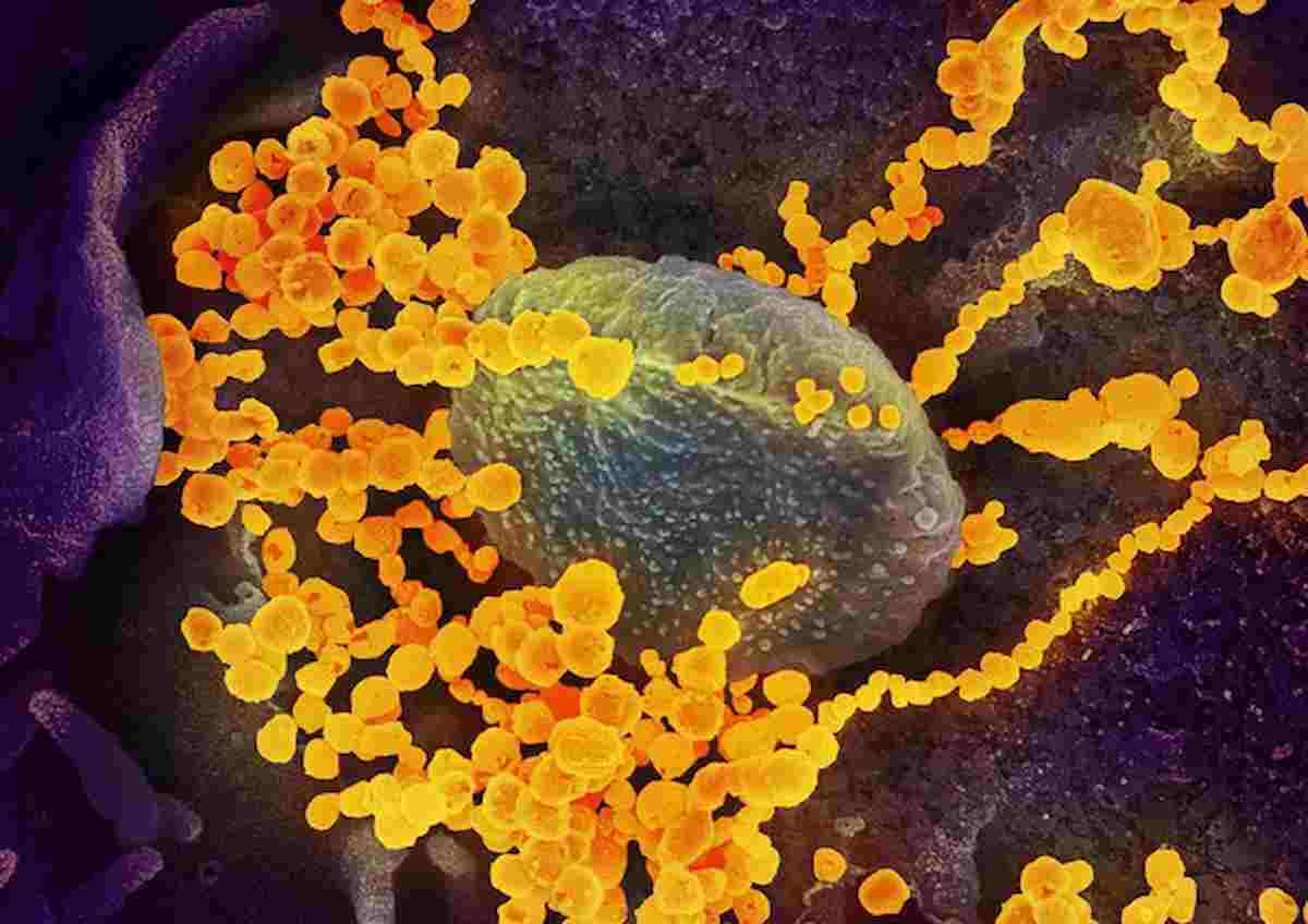 Covid, scoperta nuova variante inglese: 38 casi confermati. Potrebbe sfuggire ai vaccini