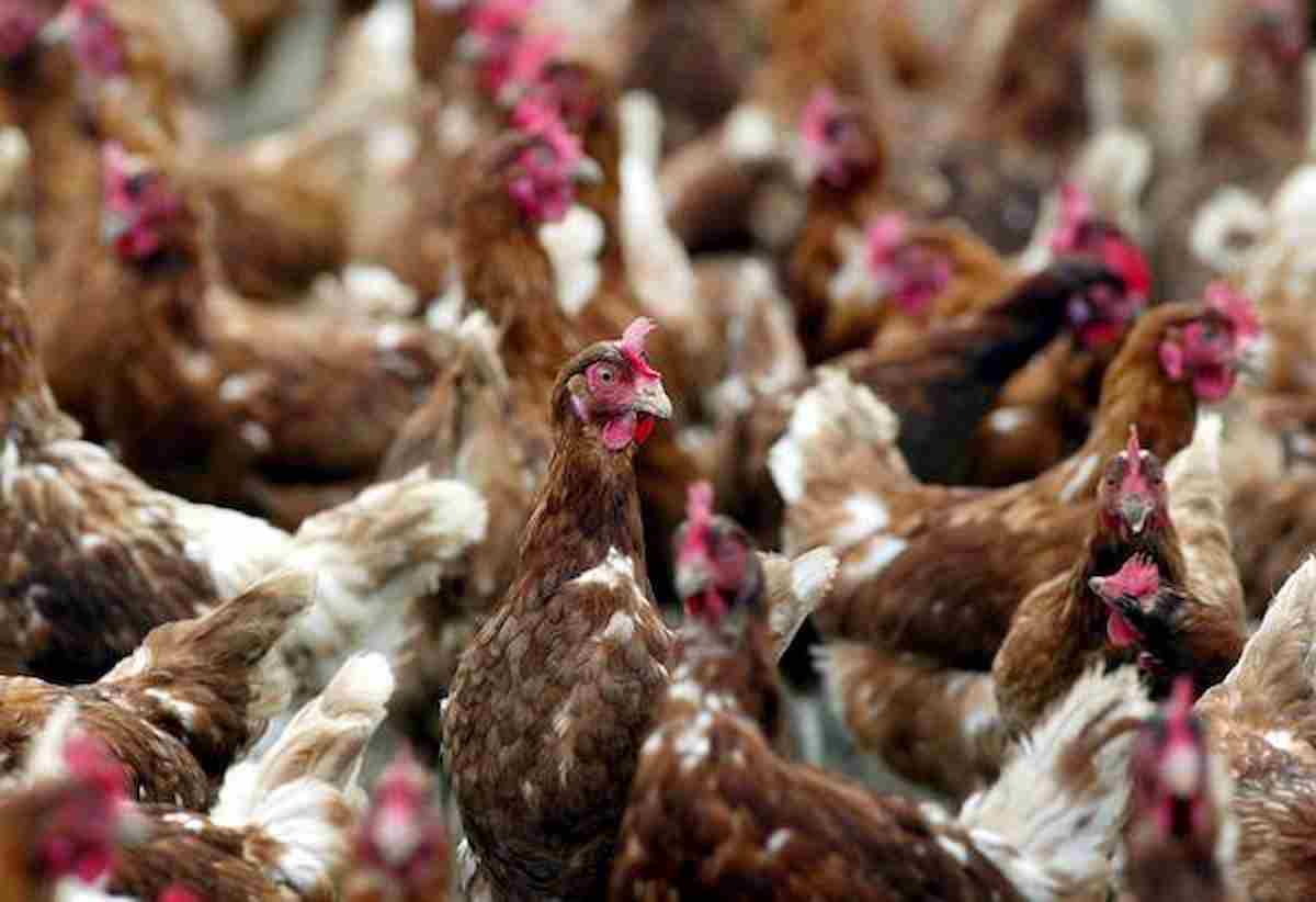 Carro armato Esercito centra un allevamento di galline di Vivaro (Pordenone), ha sbagliato mira esercitazione