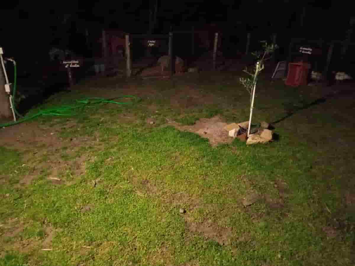 Maccarese, uccisi e rubati una trentina di animali in una fattoria didattica