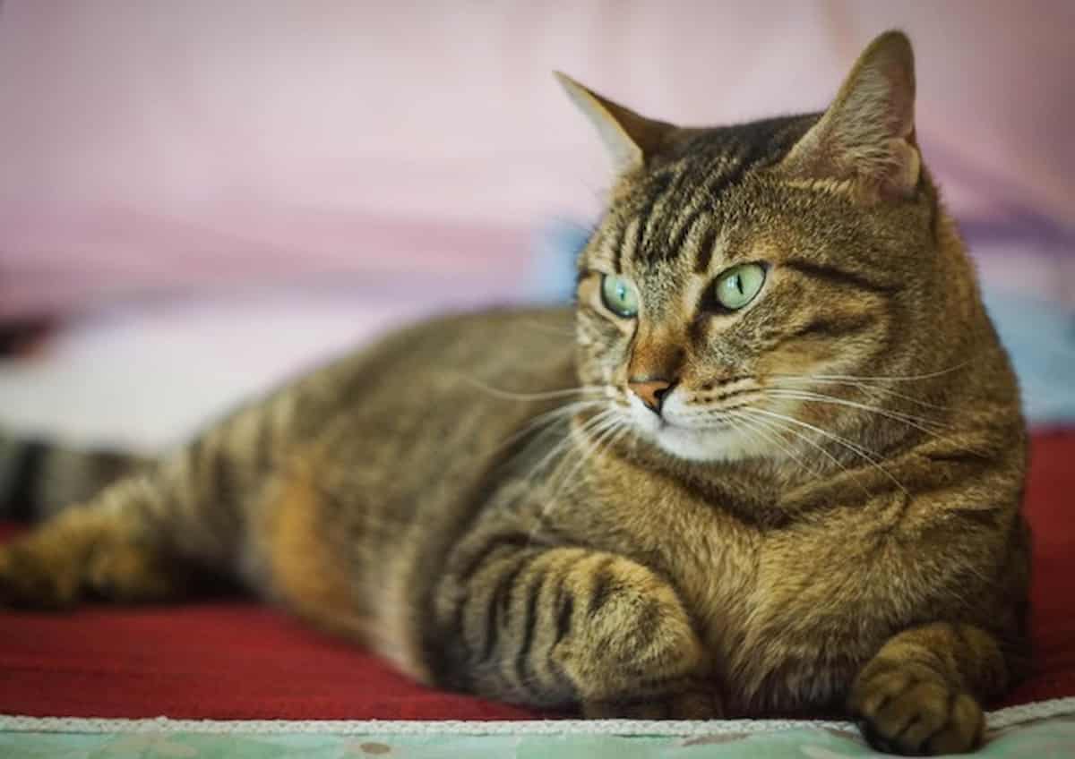 Faenza, anziano trovato morto in casa accanto ai suoi gatti