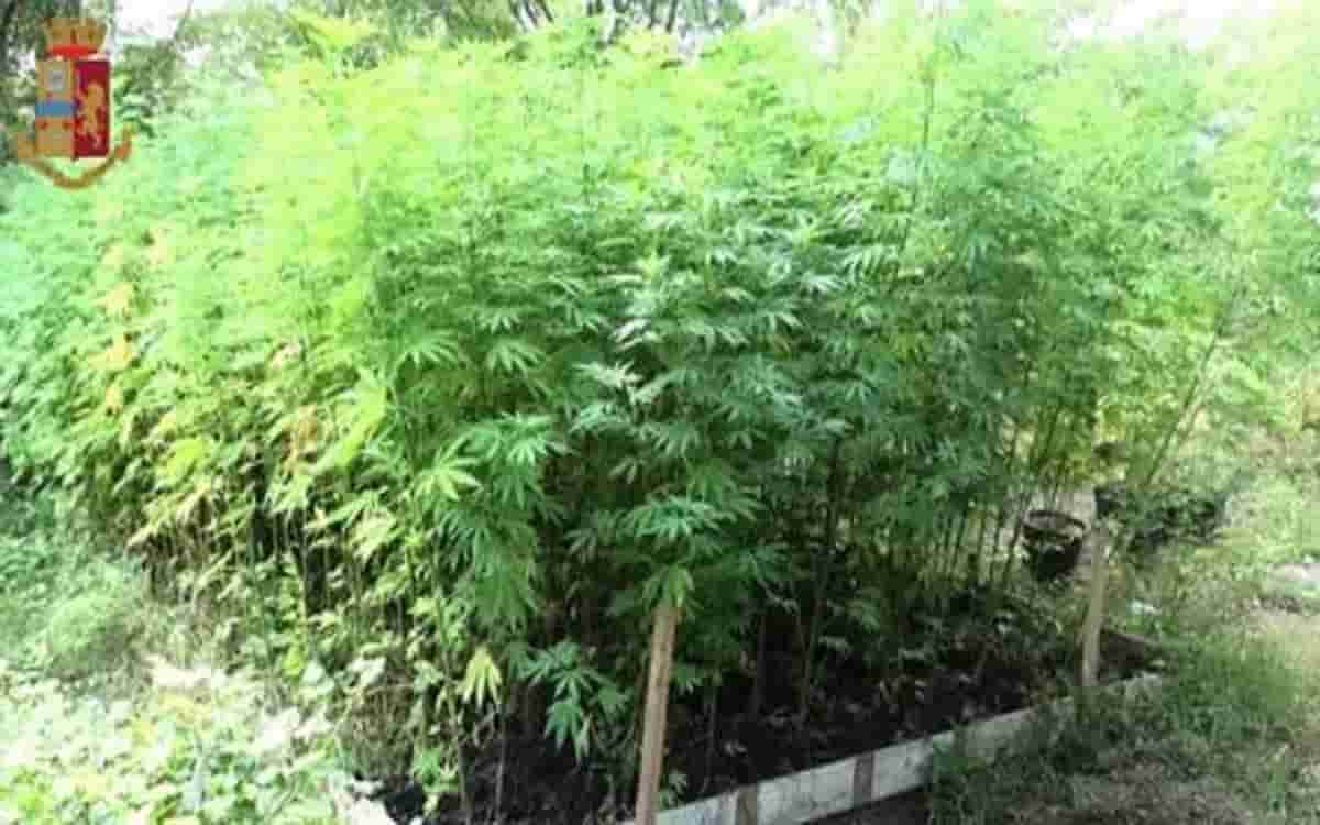 Oltre 550 piante di marijuana su un terreno comunale: arrestato un 27enne a San Lazzaro (Bologna)