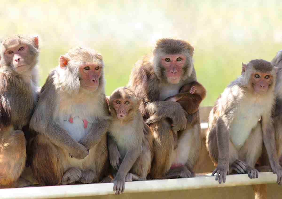 India, ragazza morta dopo caduta dal tetto: stava fuggendo scimmie