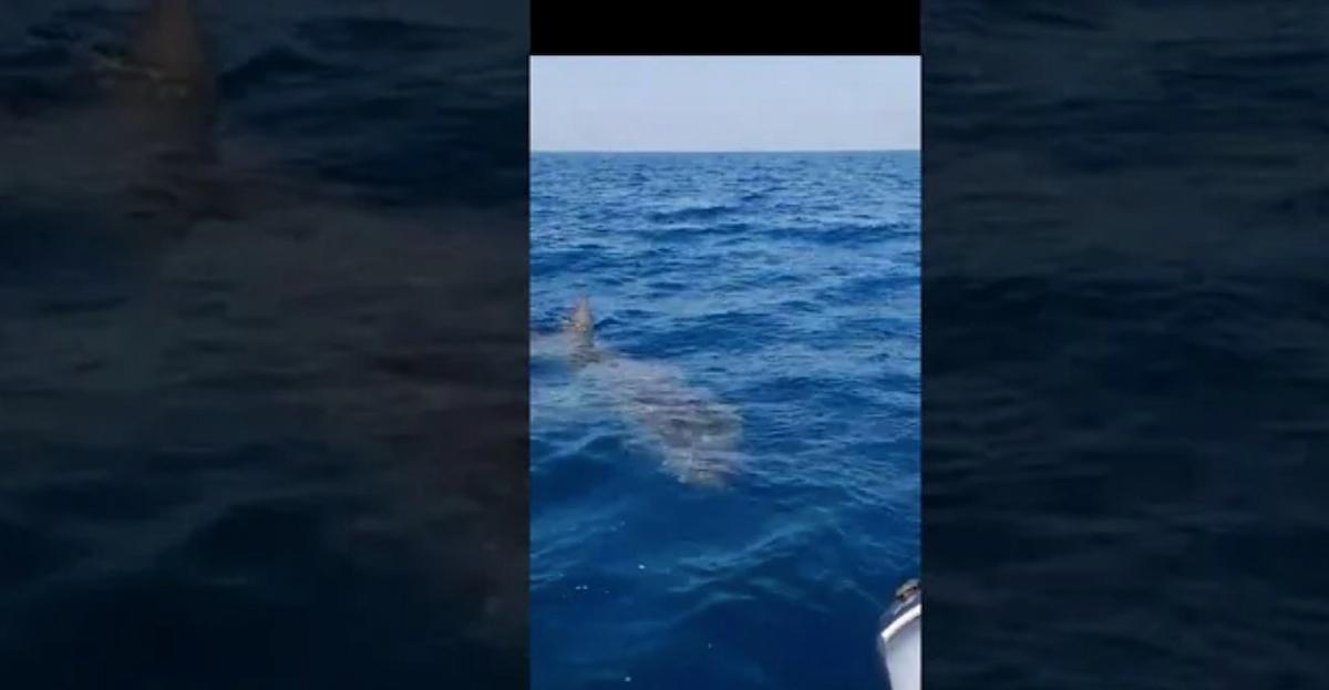Squalo elefante avvistato a Torre Chianca (Lecce): il VIDEO con la reazione pescatore