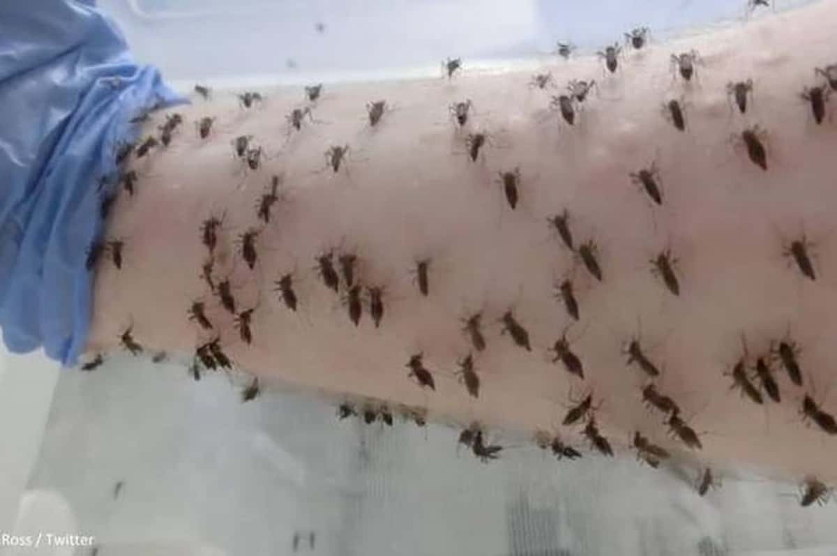 Si fa mordere il braccio da migliaia di zanzare