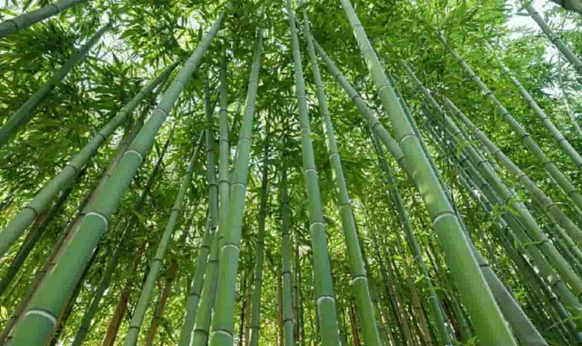 L'attività green di Paolo Bruschi: "Il bambù è la vera alternativa alla plastica"