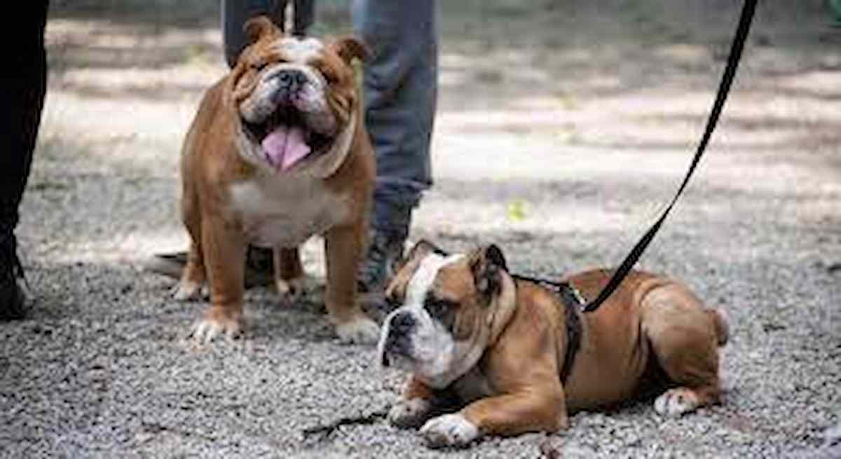 Litiga con la figlia incinta: i suoi bulldog la attaccano, madre di 44 anni muore sbranata