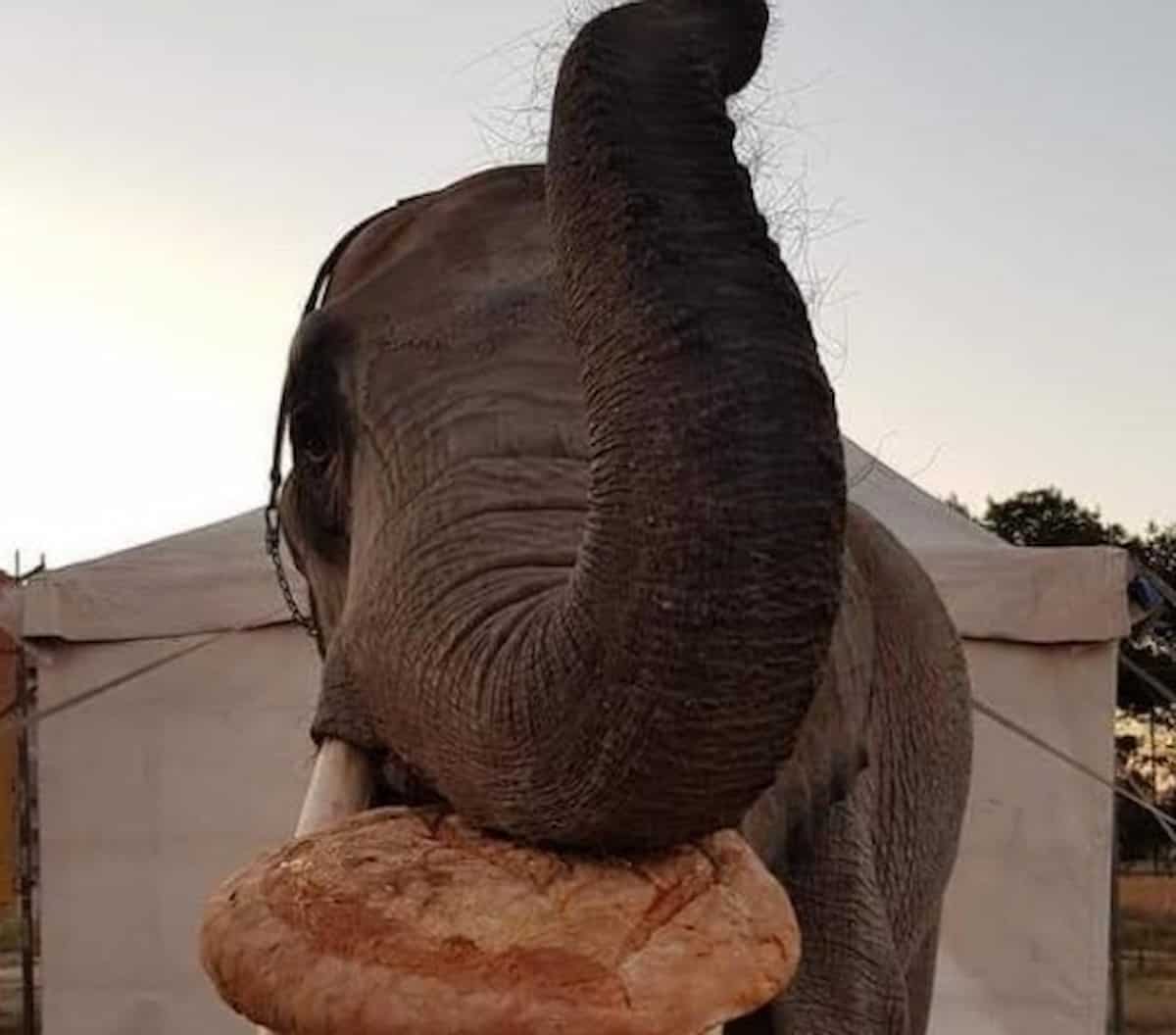 Circhi chiusi, gli animali hanno bisogno di cibo: l'allarme lanciato dai circensi della Sicilia