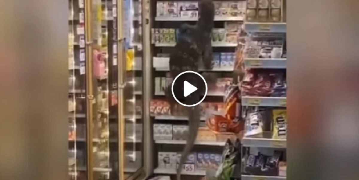 lucertola gigante. foto da video