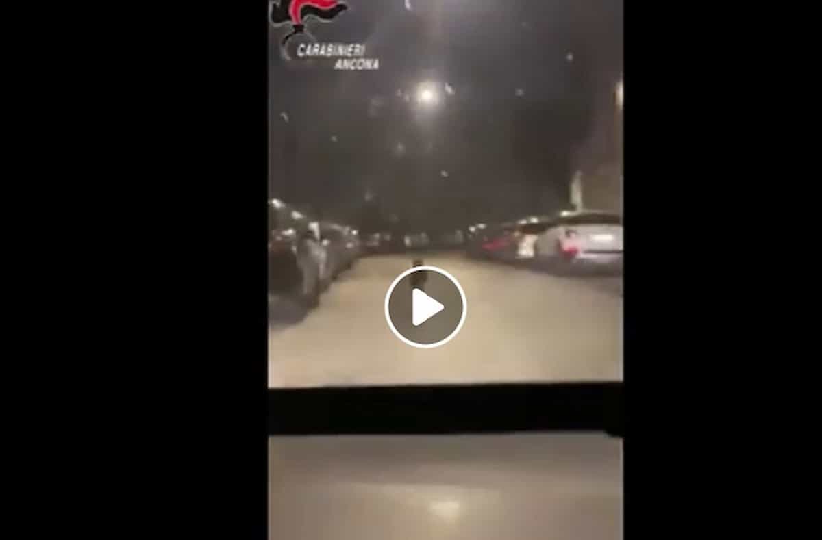 Lupo ad Ancona: i carabinieri lo trovano in via Giannelli e lo scortano fuori dalla città VIDEO