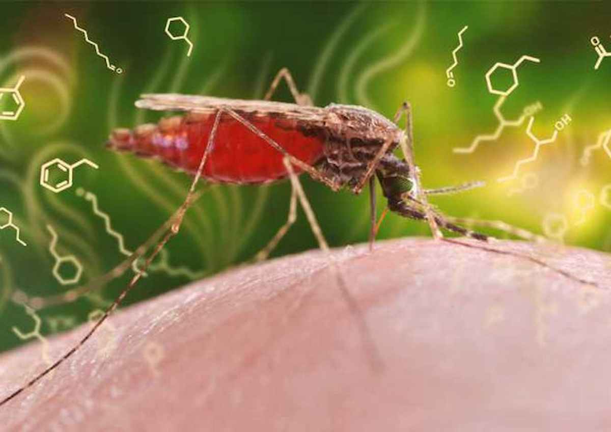 malaria zanzara foto ansa
