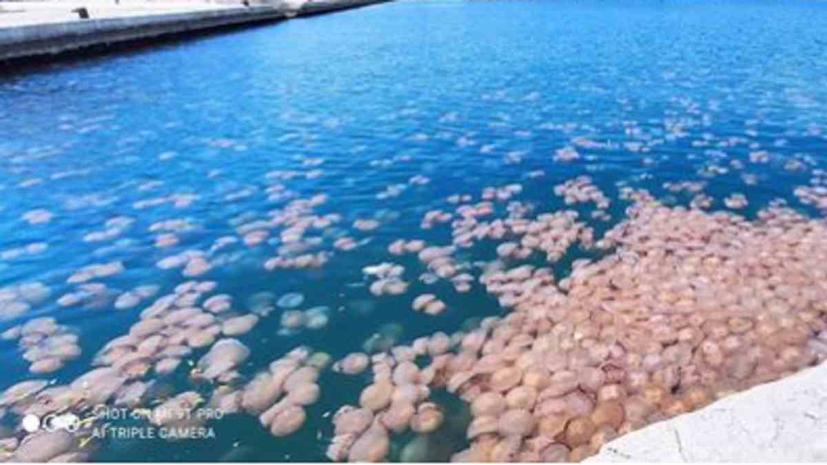 meduse, invasione trieste