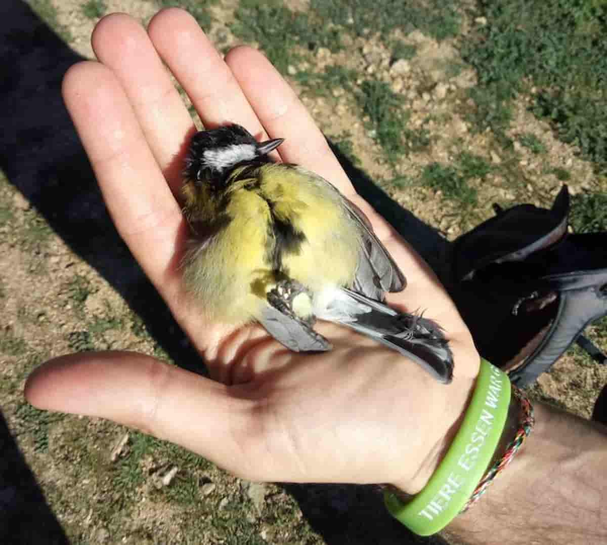 Pranzo con uccelli vietati per la Comunità Montana a Gardone Val Trompia (Brescia): interviene la forestale